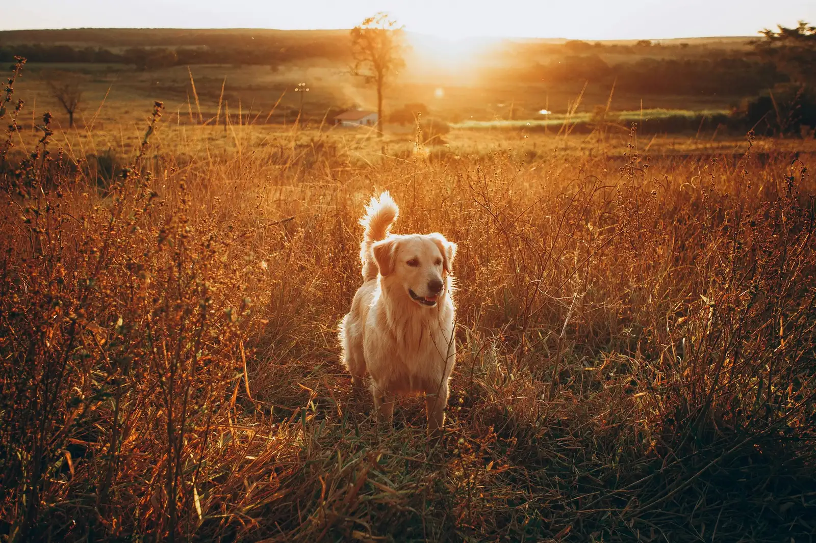 A golden retriever sitting in a meadow at sunset